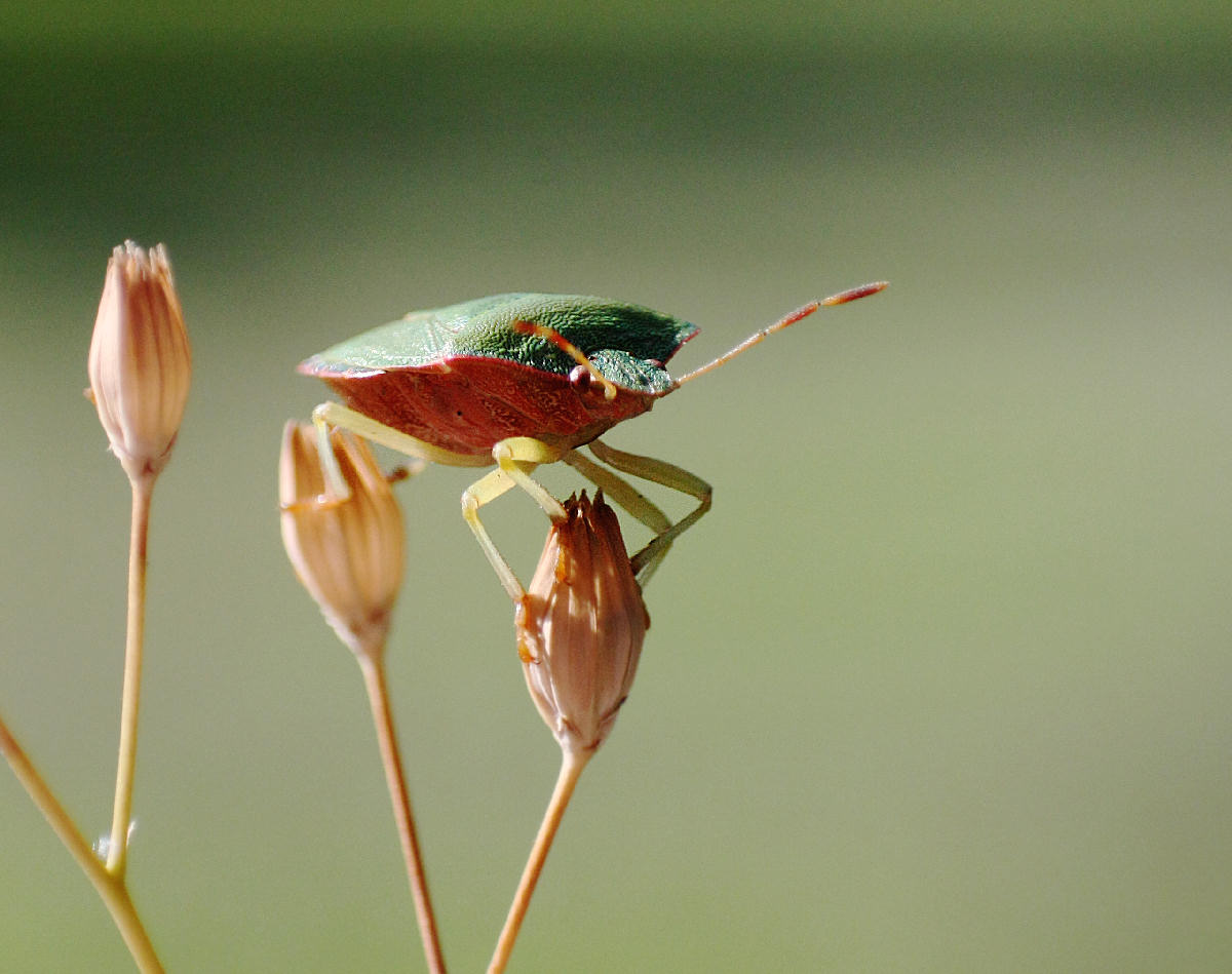 Pentatomidae: Palomena prasina della Lombardia (MB)